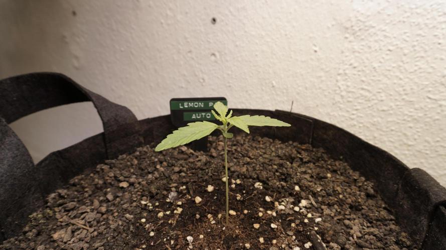 Lemon Pie Auto - Sonnenerde. Week 2