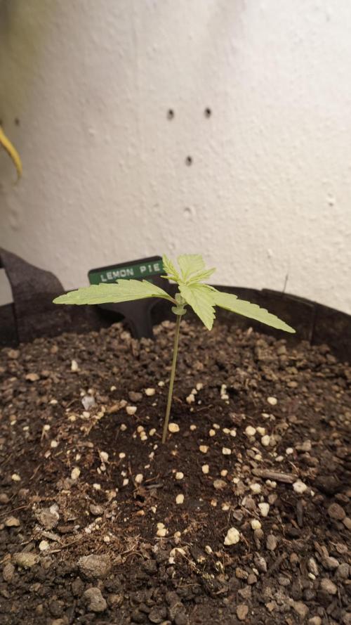 Lemon Pie Auto - Sonnenerde. Week 2