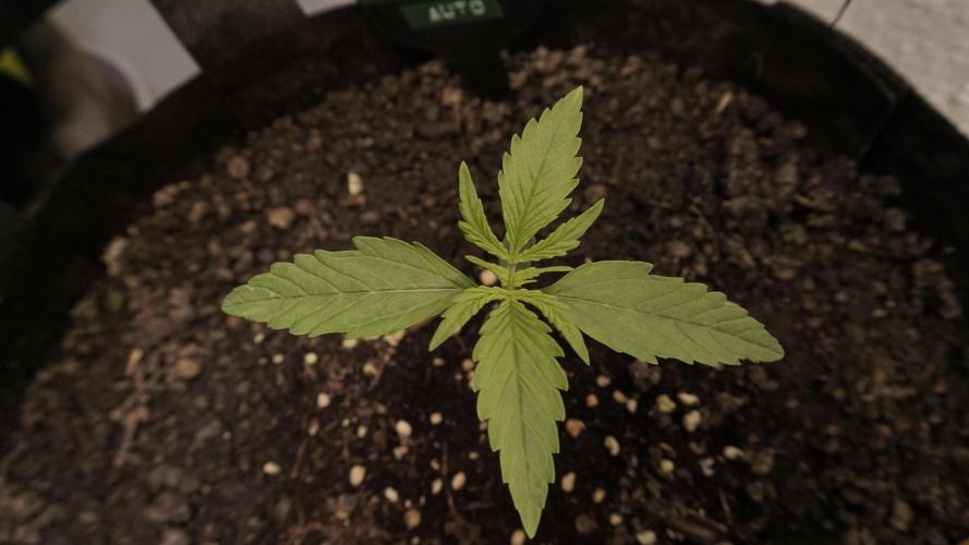 Lemon Pie Auto - Sonnenerde. Week 2