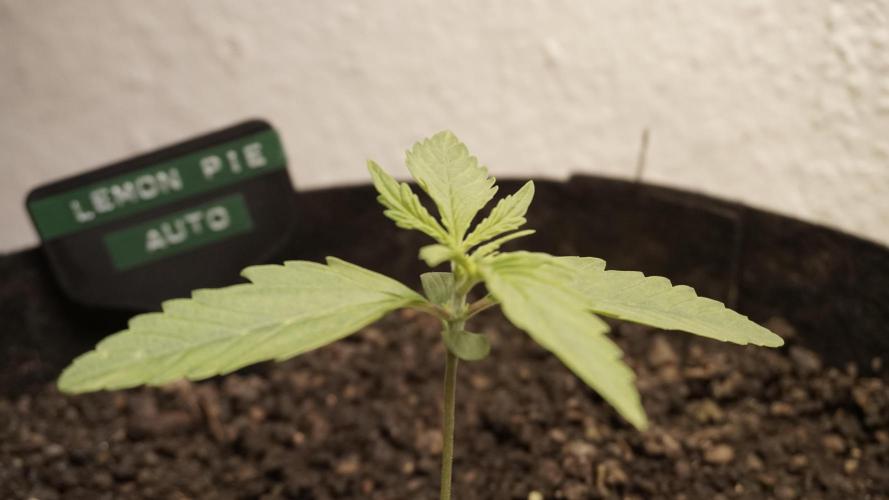 Lemon Pie Auto - Sonnenerde. Week 2