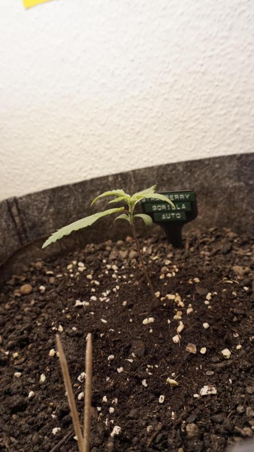 Strawberry Gorilla Auto - Sonnenerde. Week 2