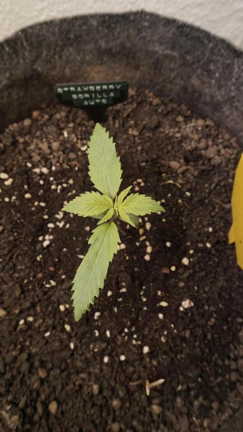 Strawberry Gorilla Auto - Sonnenerde. Week 2