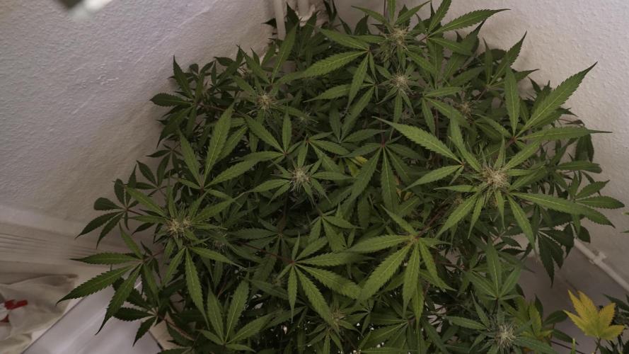 Violet Face Auto. Week 14