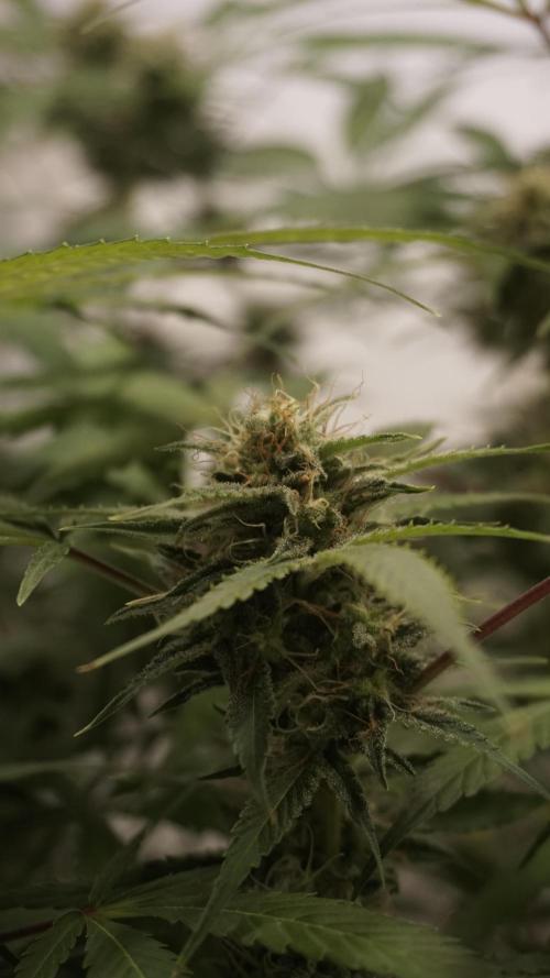 Violet Face Auto. Week 14