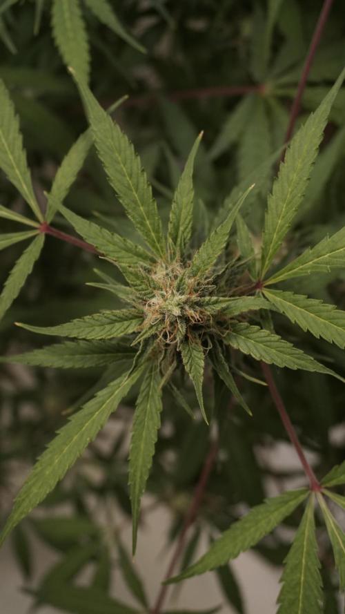 Violet Face Auto. Week 14