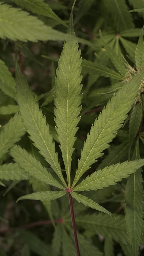 Violet Face Auto. Week 14