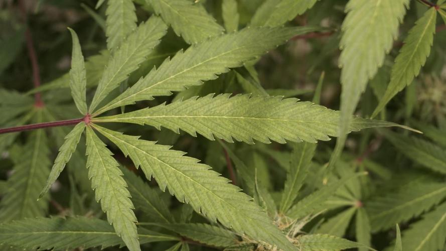 Violet Face Auto. Week 14