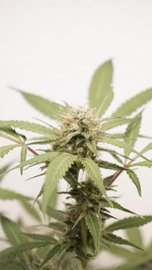 Violet Face Auto. Week 14