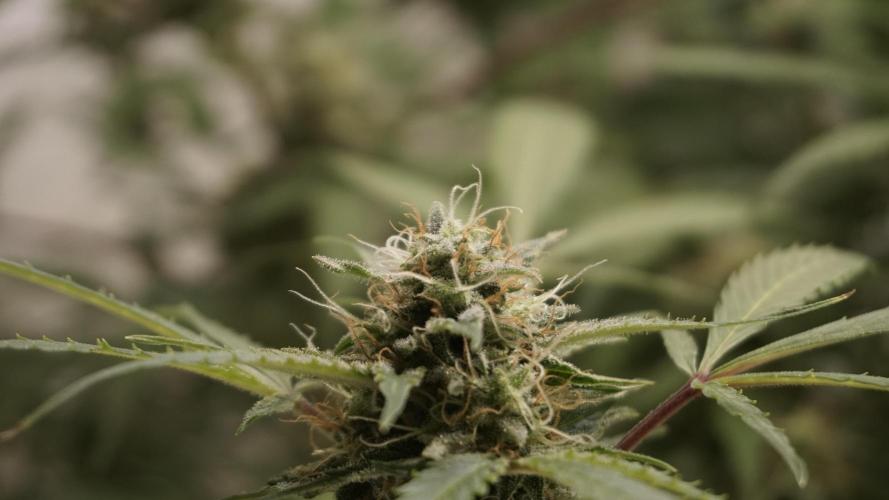 Violet Face Auto. Week 14