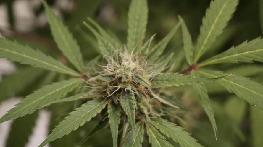 Violet Face Auto. Week 14