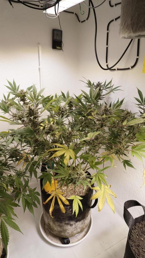 Wedding Cheesecake Auto. Week 14