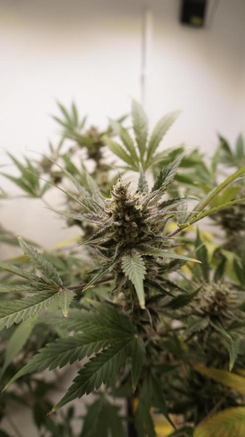 Wedding Cheesecake Auto. Week 14