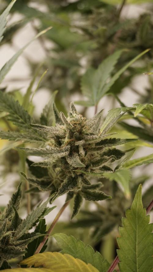 Wedding Cheesecake Auto. Week 14