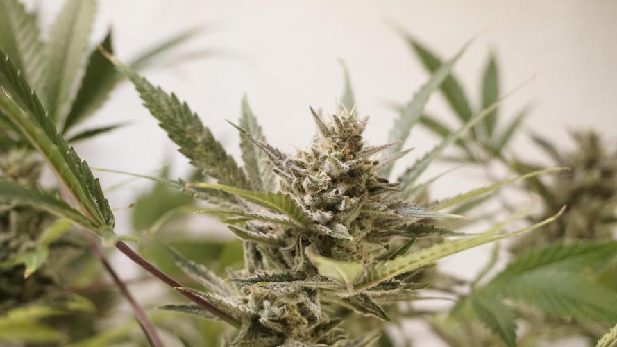 Wedding Cheesecake Auto. Week 14