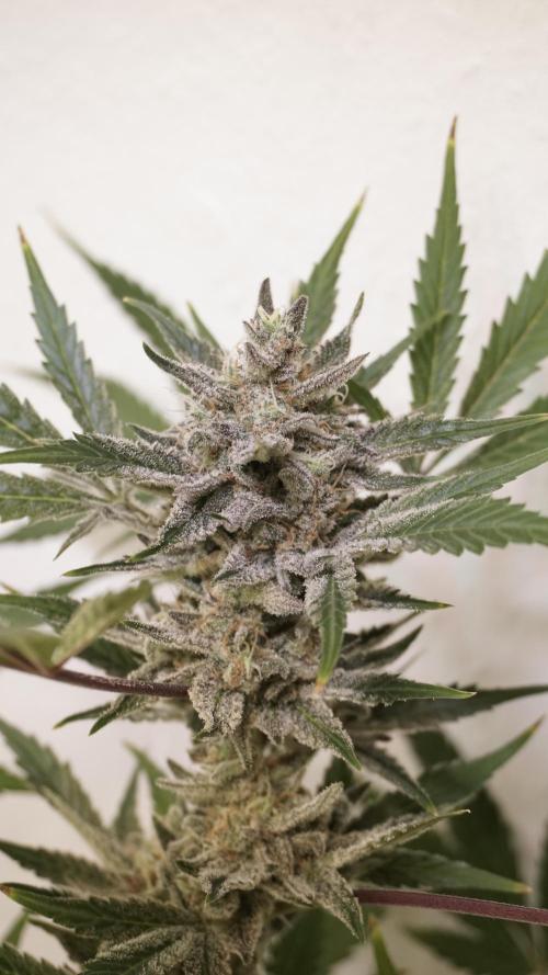 Wedding Cheesecake Auto. Week 14