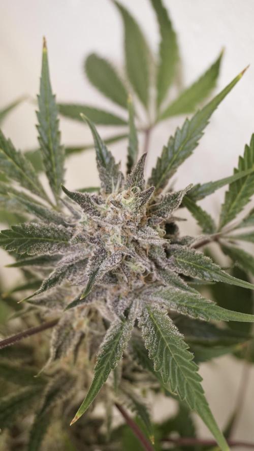 Wedding Cheesecake Auto. Week 14