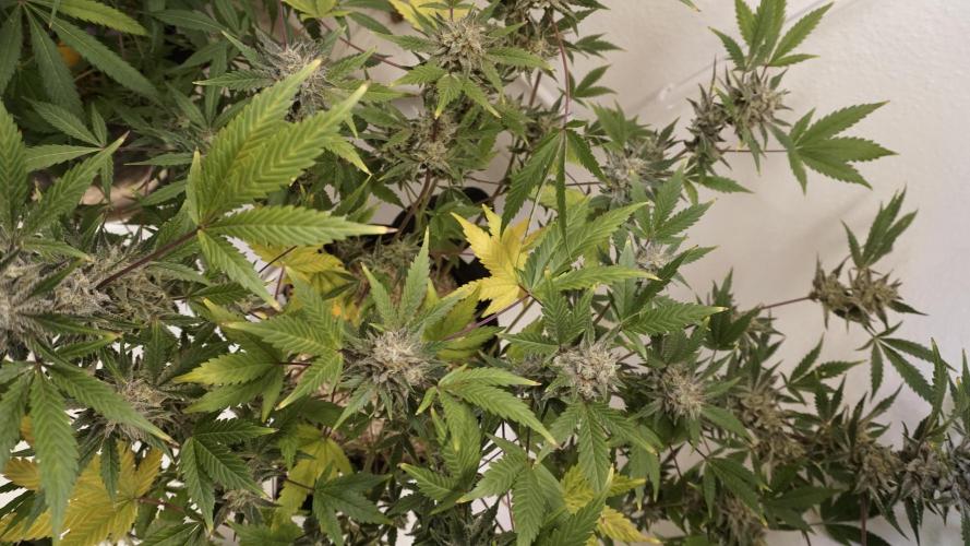 Wedding Cheesecake Auto. Week 14