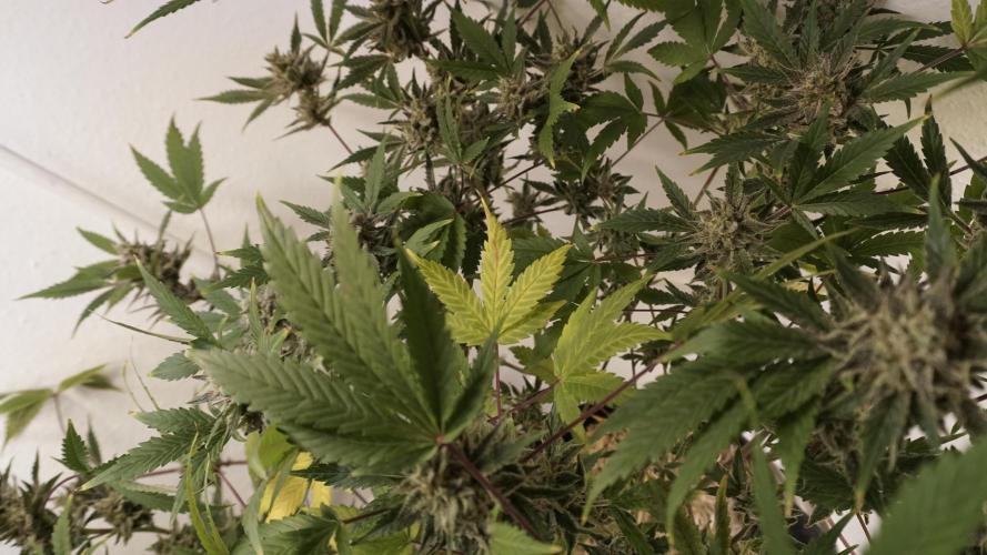 Wedding Cheesecake Auto. Week 14