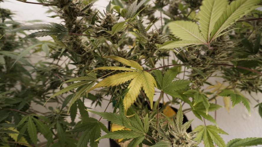 Wedding Cheesecake Auto. Week 14