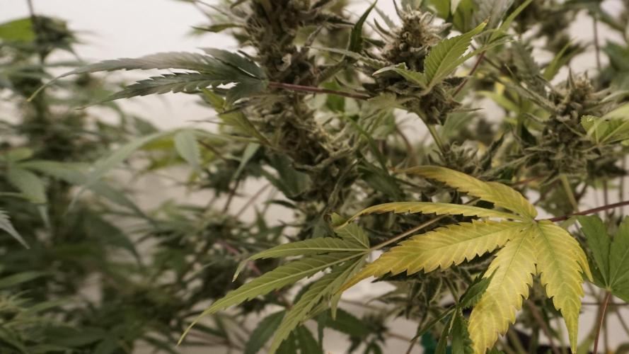 Wedding Cheesecake Auto. Week 14