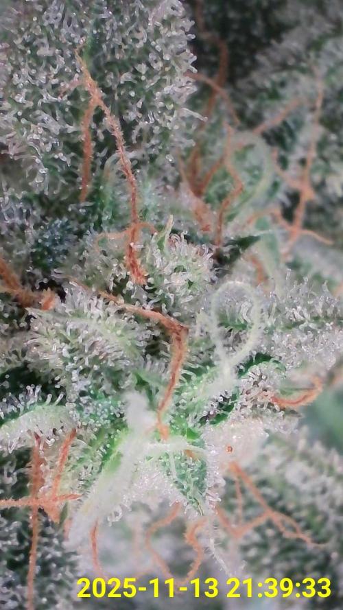 Wedding Cheesecake Auto. Week 14