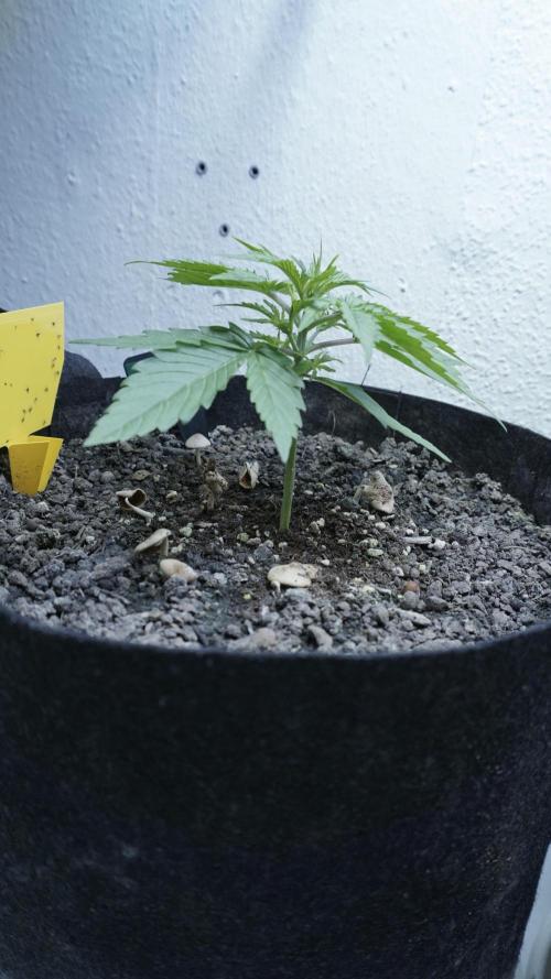 Lemon Pie Auto - Sonnenerde. Week 3