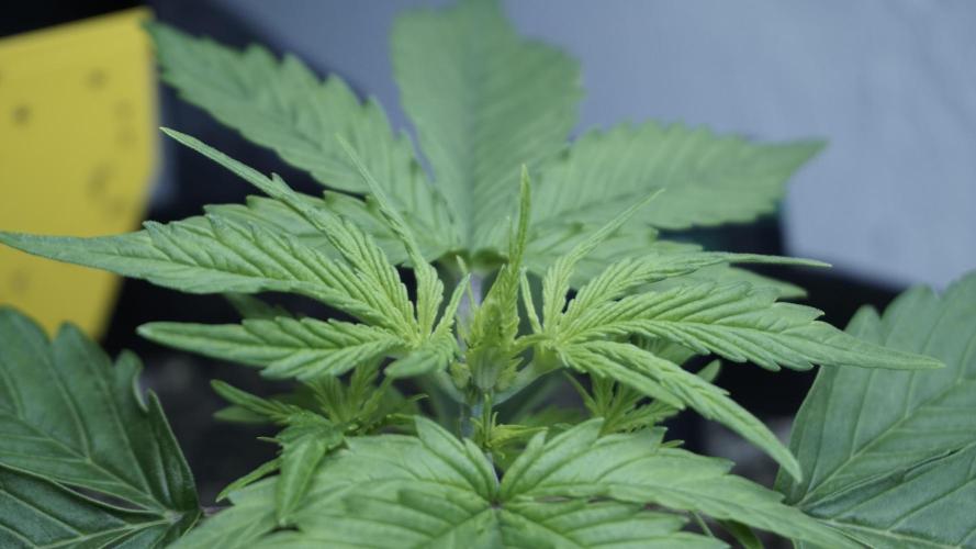 Lemon Pie Auto - Sonnenerde. Week 3