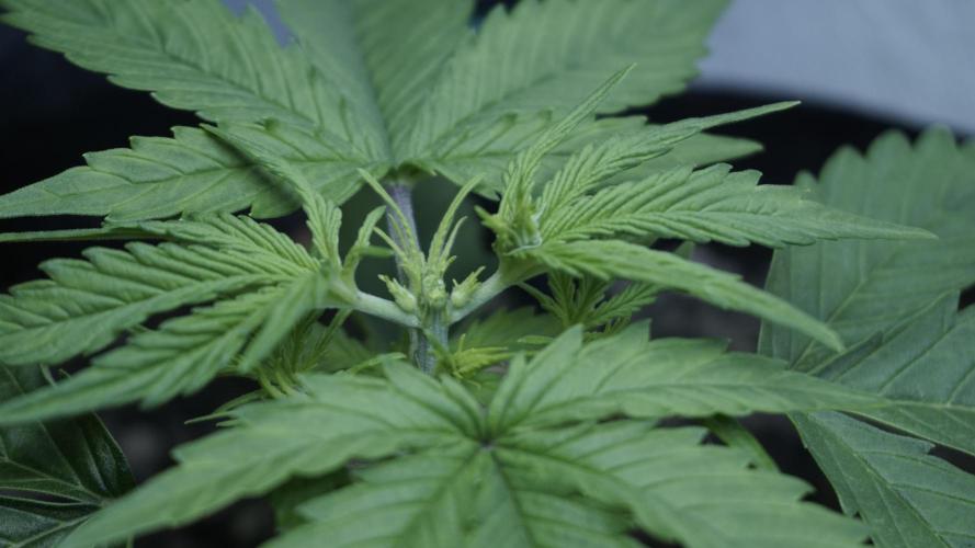 Lemon Pie Auto - Sonnenerde. Week 3