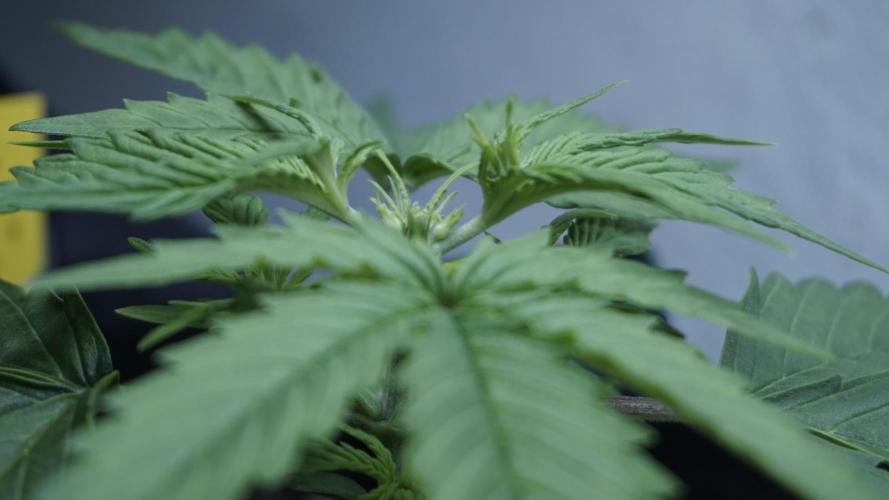 Lemon Pie Auto - Sonnenerde. Week 3