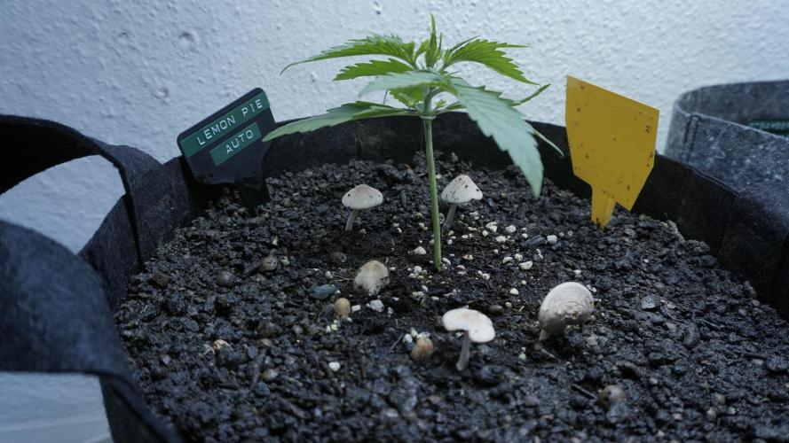 Lemon Pie Auto - Sonnenerde. Week 3