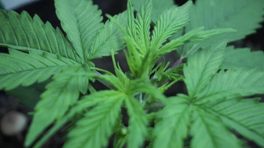 Lemon Pie Auto - Sonnenerde