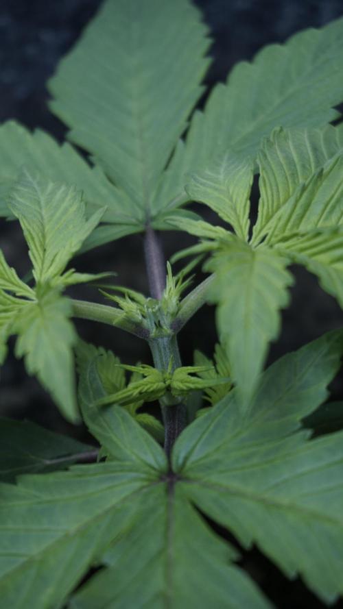 Strawberry Gorilla Auto - Sonnenerde. Week 3