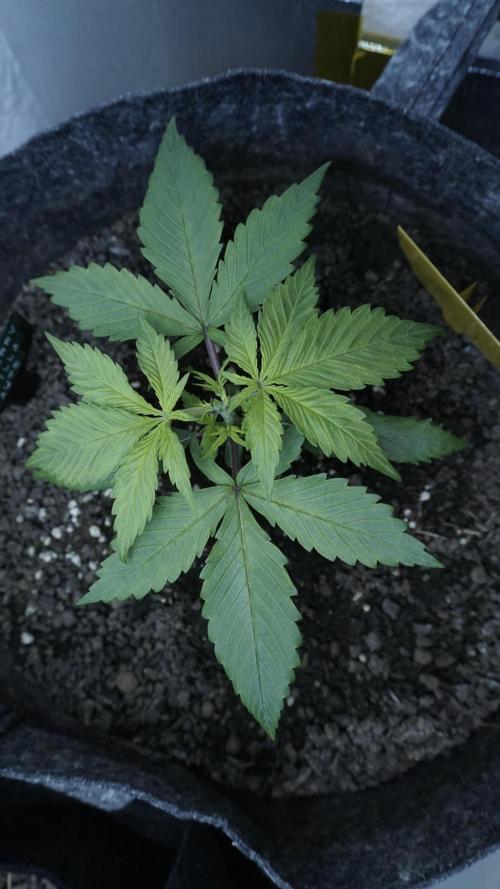 Strawberry Gorilla Auto - Sonnenerde. Week 3