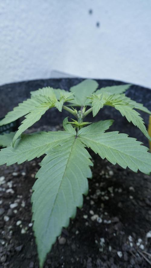 Strawberry Gorilla Auto - Sonnenerde. Week 3