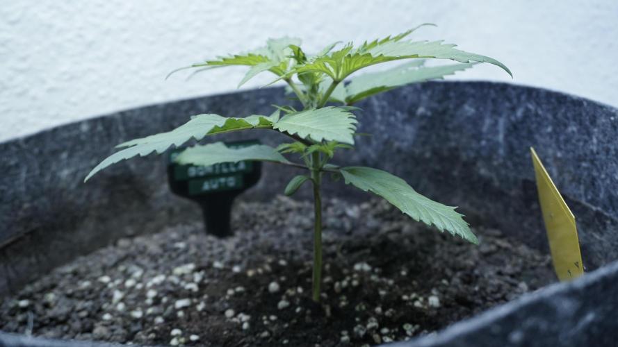 Strawberry Gorilla Auto - Sonnenerde. Week 3