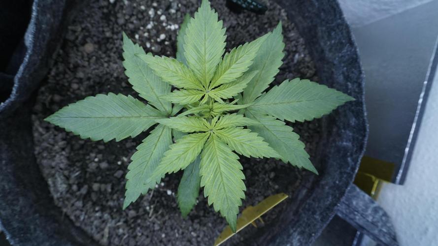 Strawberry Gorilla Auto - Sonnenerde. Week 3