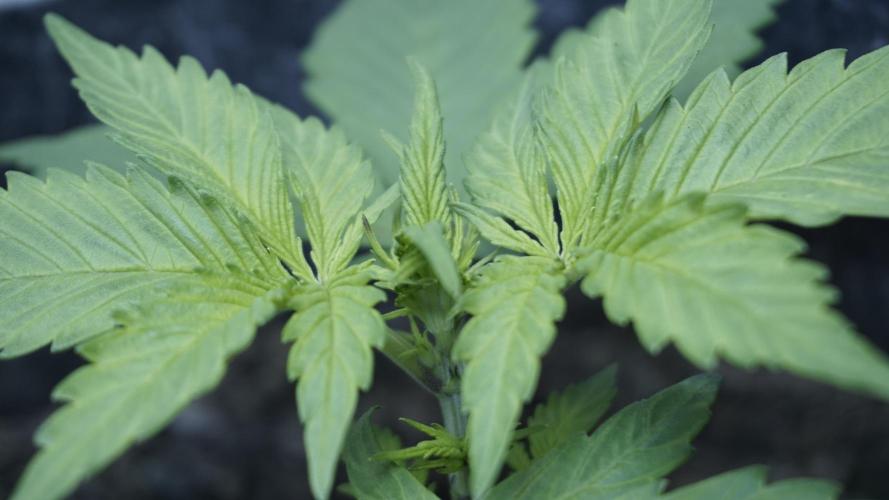 Strawberry Gorilla Auto - Sonnenerde. Week 3