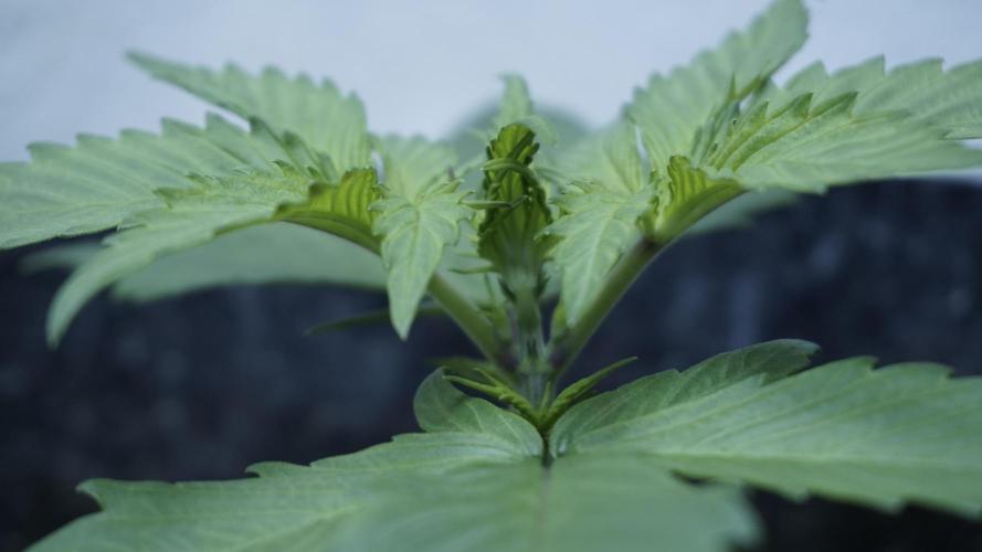 Strawberry Gorilla Auto - Sonnenerde. Week 3