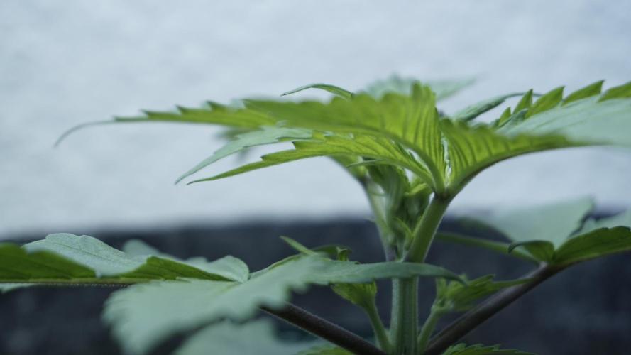 Strawberry Gorilla Auto - Sonnenerde. Week 3