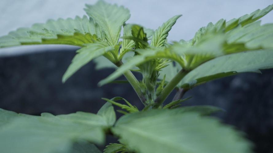 Strawberry Gorilla Auto - Sonnenerde. Week 3