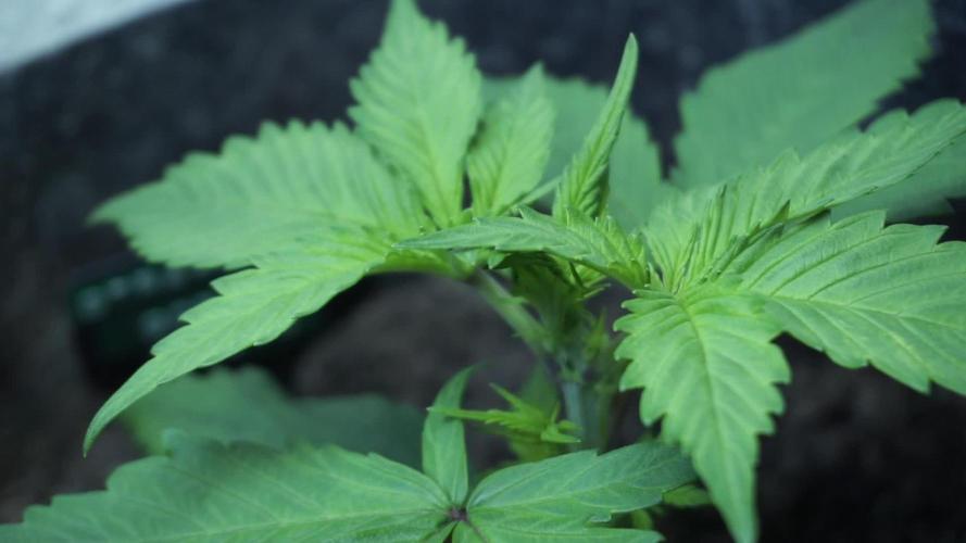 Strawberry Gorilla Auto - Sonnenerde