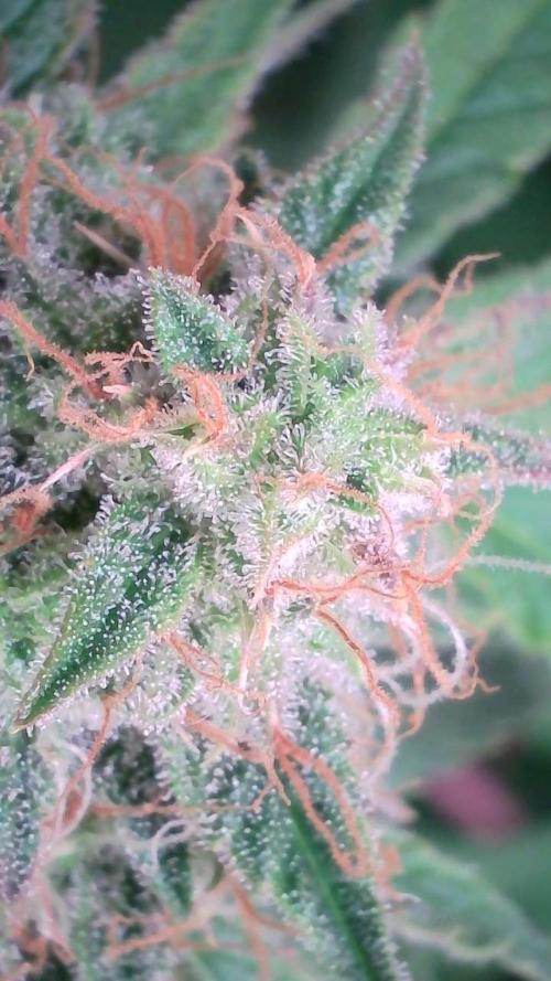 Violet Face Auto. Week 15