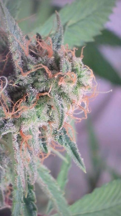 Violet Face Auto. Week 15