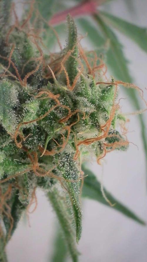 Violet Face Auto. Week 15