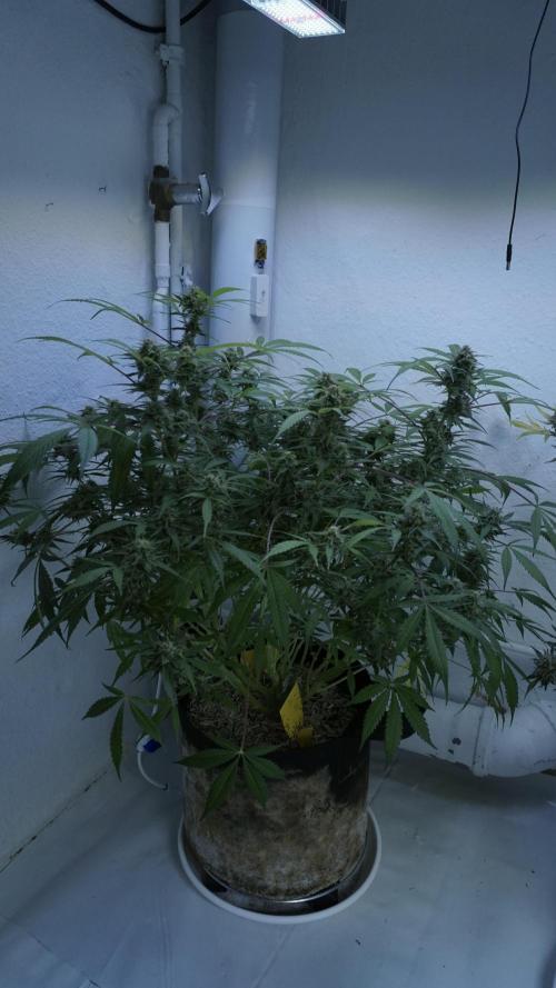 Violet Face Auto. Week 15