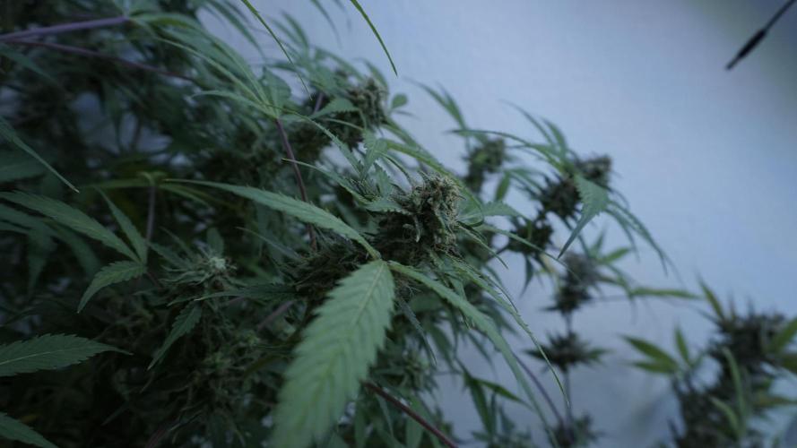 Violet Face Auto. Week 15