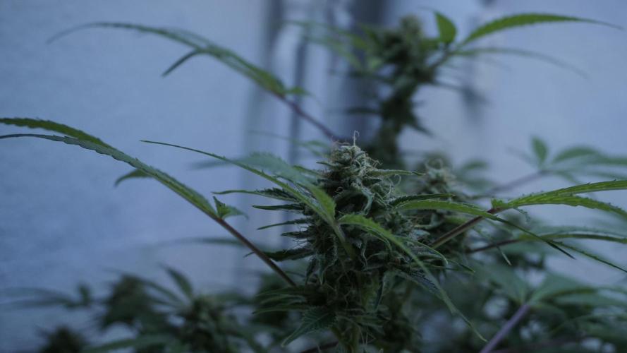 Violet Face Auto. Week 15