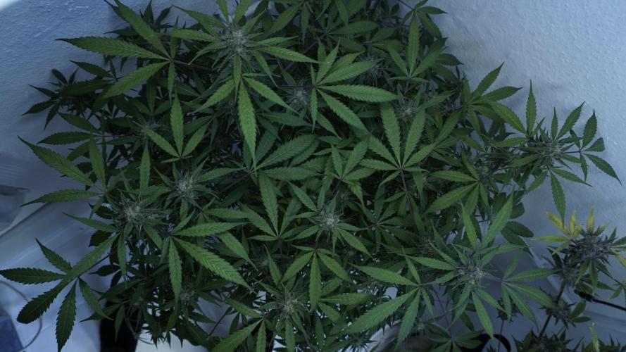 Violet Face Auto. Week 15