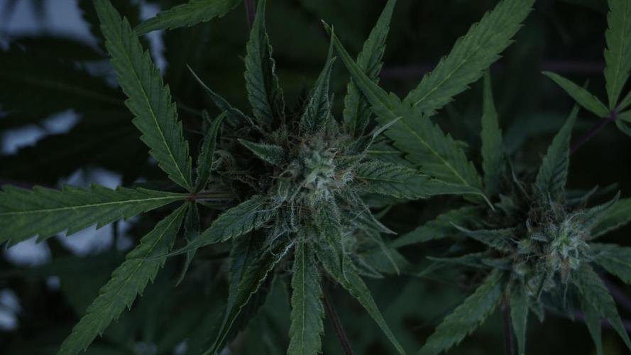 Violet Face Auto. Week 15