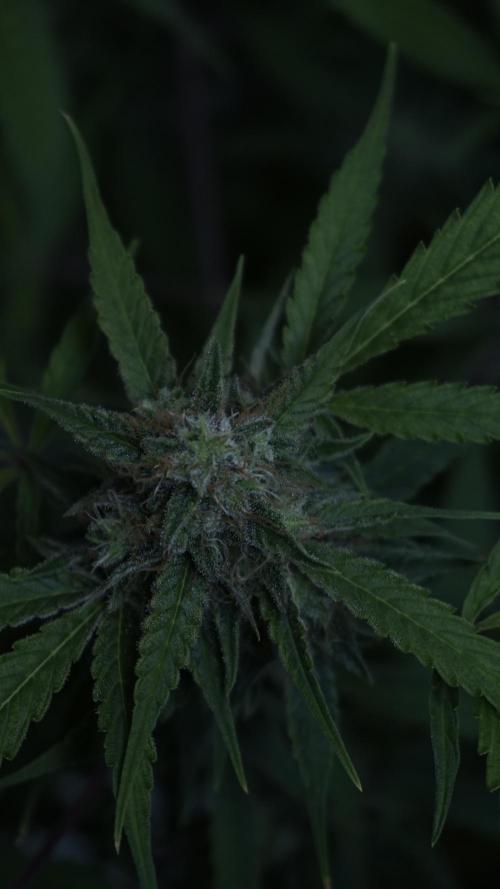 Violet Face Auto. Week 15